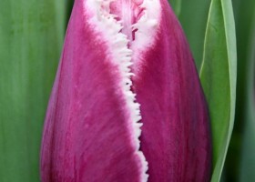 Tulipa San Martin ® (3)